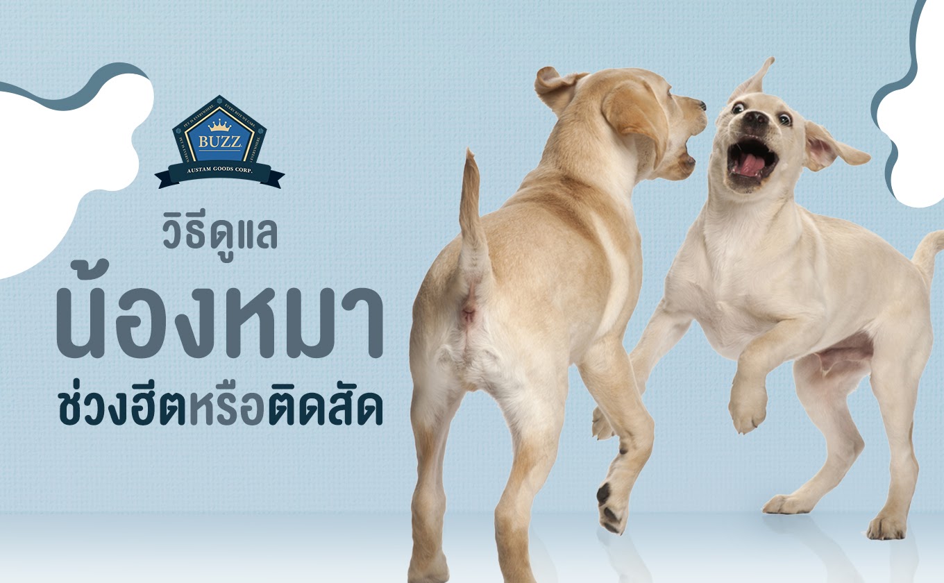 วิธีดูแล น้องหมา ช่วงฮีตหรือติดสัด | Buzz Pet Food