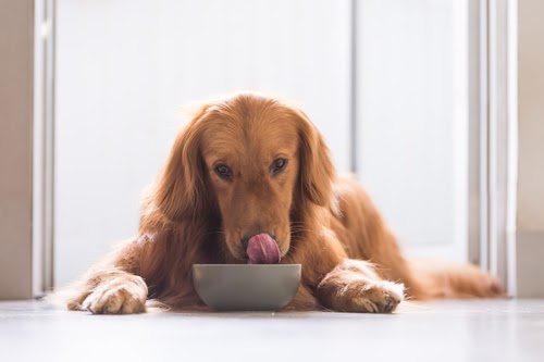 ไขข้อข้องใจ สุนัขกินอาหารคน ได้หรือไม่? | Buzz Pet Food