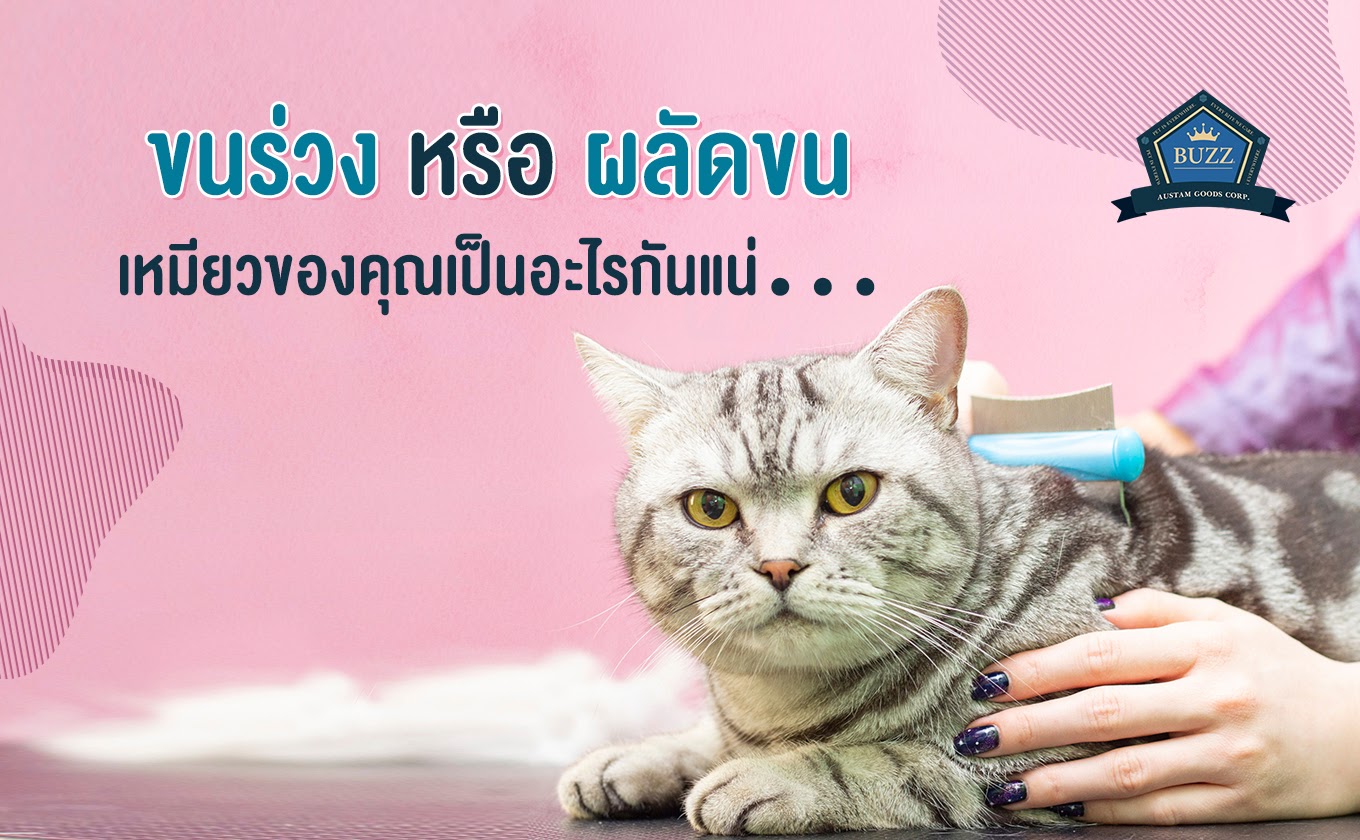 ขนร่วง หรือ ผลัดขน เหมียวของคุณเป็นอะไรกันแน่?