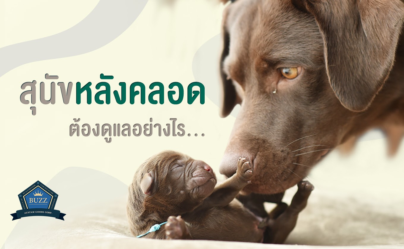สุนัขหลังคลอด ต้องดูแลอย่างไร | Buzz Pet Food สุนัขหลังคลอด ต้องดูแลอย่างไร | Buzz Pet Food