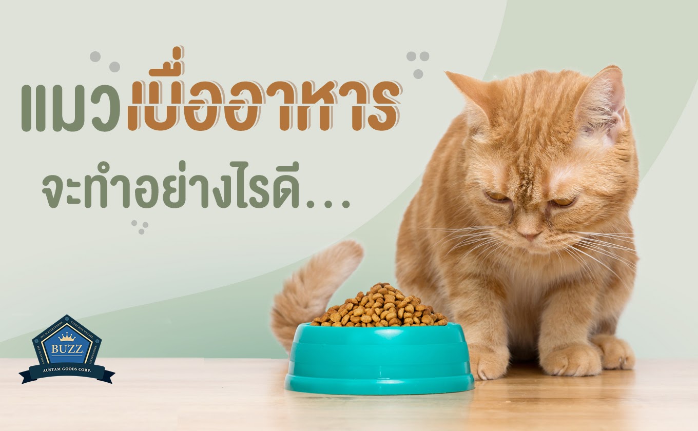 แมวเบื่ออาหาร จะทำอย่างไรดี