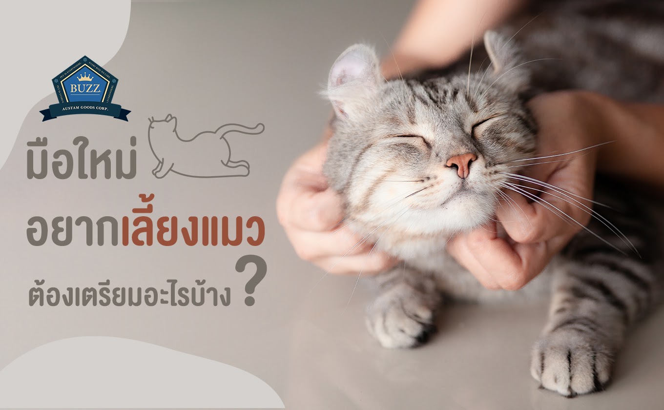 มือใหม่ อยากเลี้ยงแมว ต้องเตรียมอะไรบ้าง?