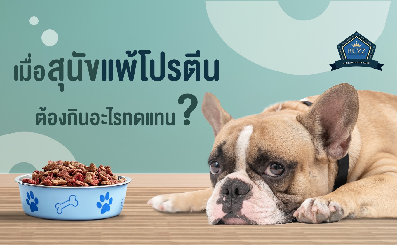 เมื่อ สุนัขแพ้โปรตีน ต้องกินอะไรทดแทน?