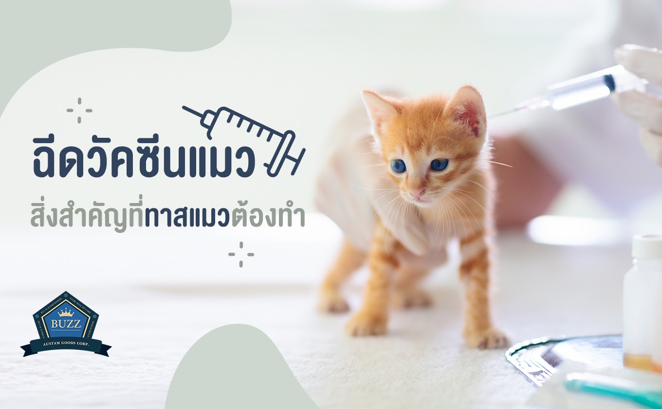 ฉีดวัคซีนแมว สิ่งสำคัญที่ทาสแมวต้องทำ