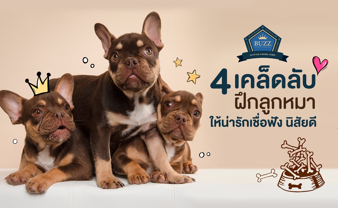 4 เคล็ดลับ ฝึกลูกหมา ให้น่ารักเชื่อฟัง นิสัยดี