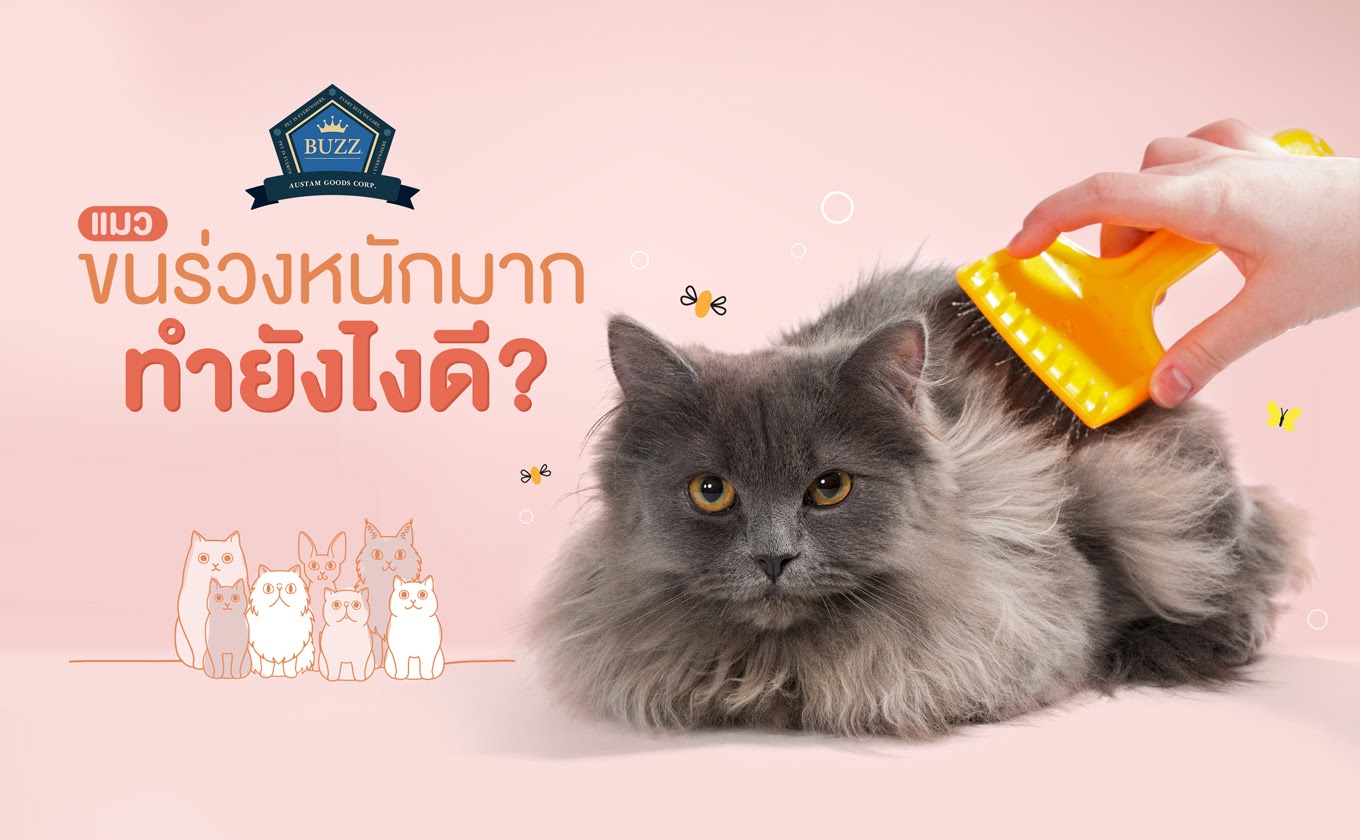 แมวขนร่วงหนักมาก ทำยังไงดี?