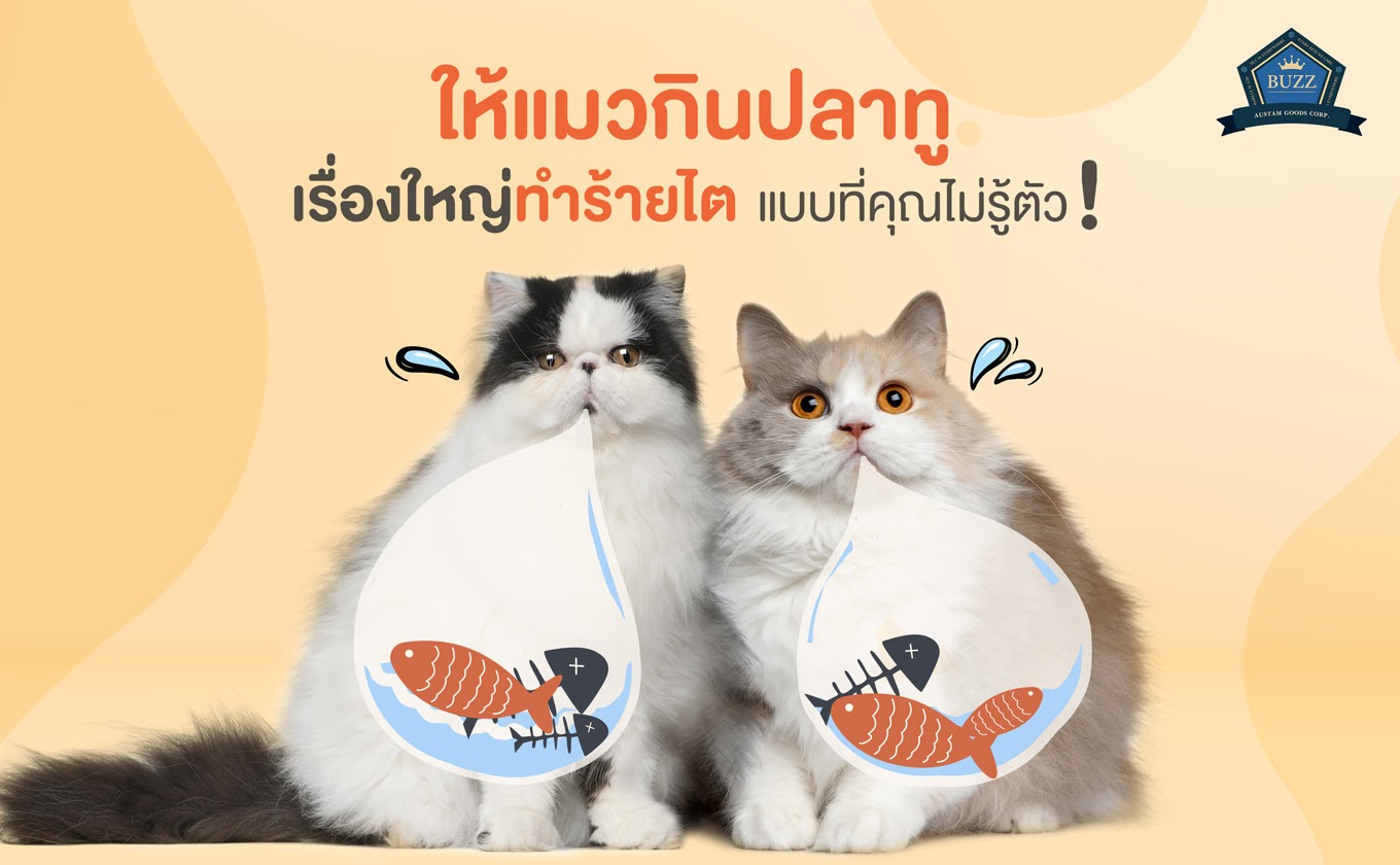 ให้แมวกินปลาทู เรื่องใหญ่ทำร้ายไต แบบที่คุณไม่รู้ตัว