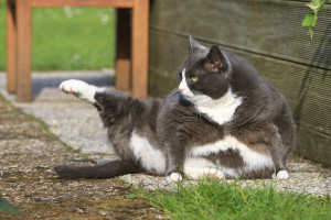 ควบคุมน้ำหนักแมว