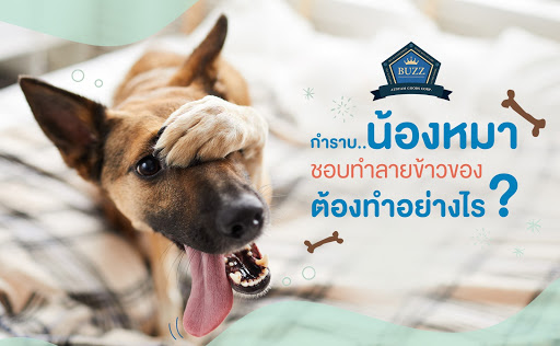 กำราบน้องหมาชอบทำลายข้าวของ ต้องทำอย่างไร?